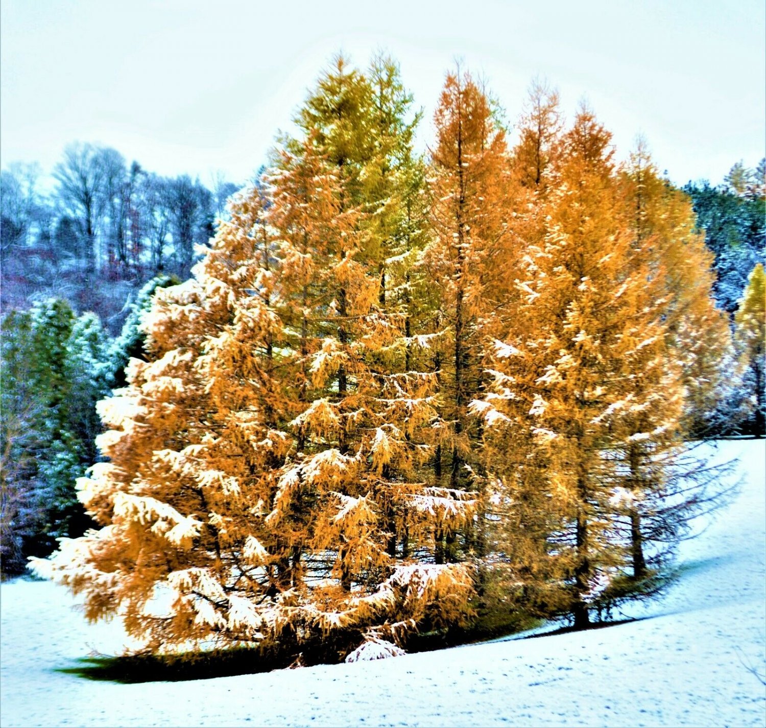 Larix laricina American Larch Tree (Tamarack Tree) 4Pcs Live Plant