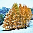 Larix laricina American Larch Tree (Tamarack Tree) 4Pcs Live Plant