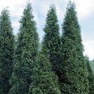 Giant Arborvitae Trees/Shrubs Live Plant 24 Thuja Green
