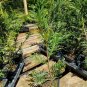 Giant Live Plant 48 Thuja Green Arborvitae Trees/Shrubs