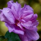 1pcs Ardens Rose of Sharon Purple Althea Shrub Live Plant