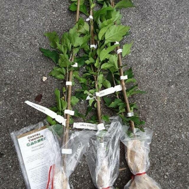 Purple Althea Shrub Live Plant 2pcs Ardens Rose of Sharon