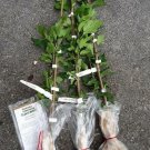 Purple Althea Shrub Live Plant 2pcs Ardens Rose of Sharon