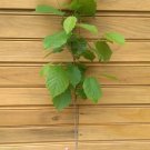 1pcs Corylus americana American Hazelnut (Filbert) Tree Live Plant