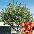 American Hazelnut (Filbert) Tree Live Plant 2pcs Corylus americana