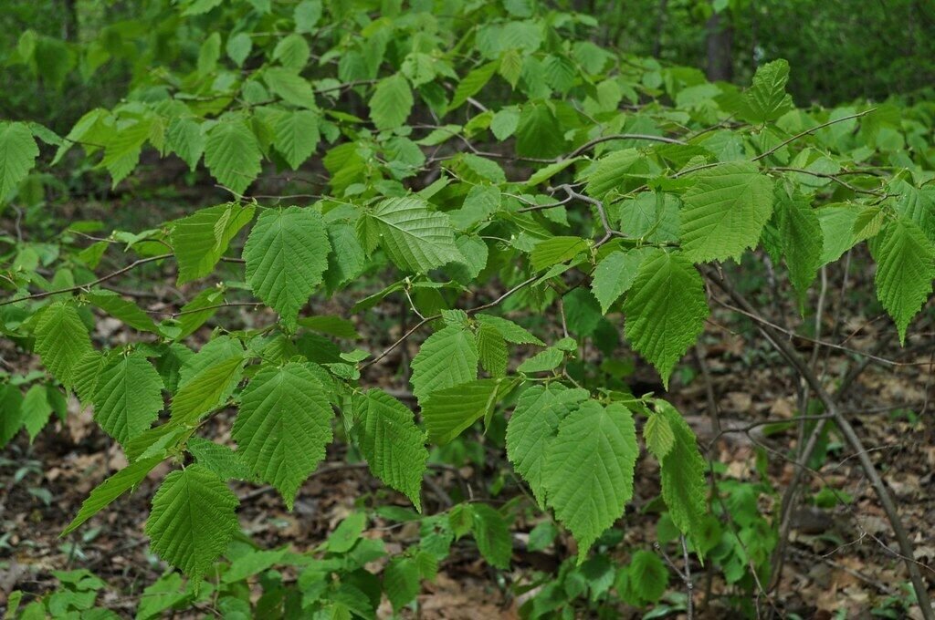 Tree Live Plant 4pcs Corylus americana American Hazelnut (Filbert)