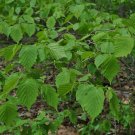 Tree Live Plant 4pcs Corylus americana American Hazelnut (Filbert)