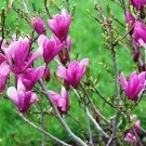 1pcs Ann Magnolia Tree/Shrub Live Plant Potted Seedling
