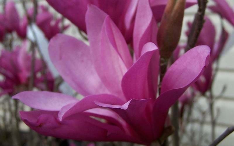 Flower Plant Pink 2pcs Ann Magnolia Tree/Shrub Live Plant Potted Seedling