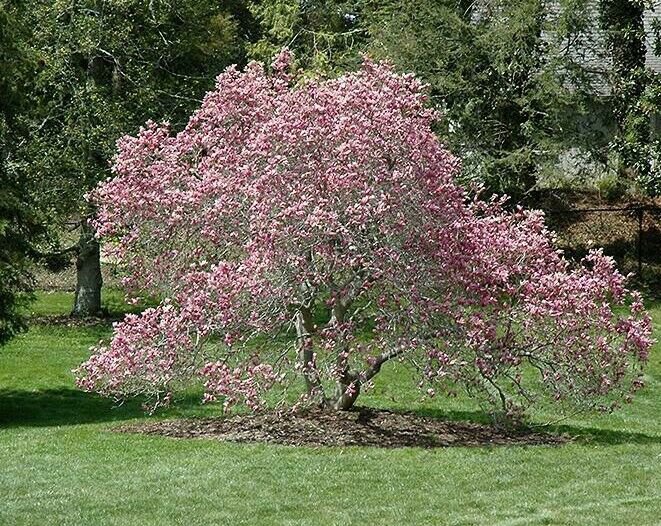 Tree/Shrub Live Plant Potted Seedling Flower Plant Pink 4pcs Ann Magnolia