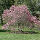 Tree/Shrub Live Plant Potted Seedling Flower Plant Pink 4pcs Ann Magnolia