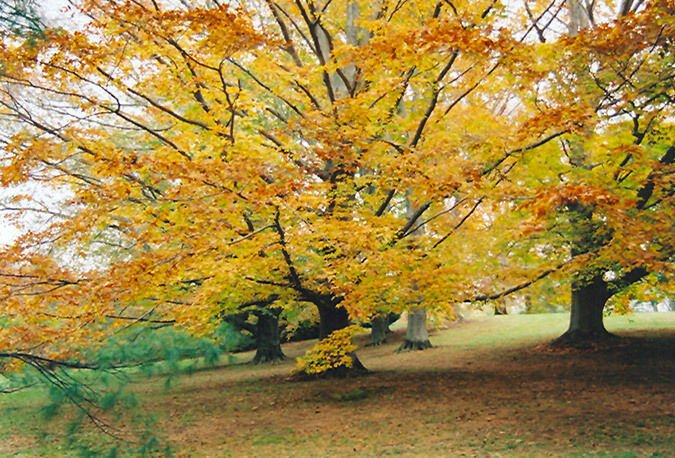 1pcs American Beech Tree Live Plant Fagus grandifolia