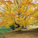 1pcs American Beech Tree Live Plant Fagus grandifolia