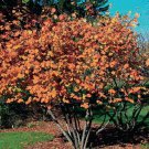 1pcs Live Plant American Hazelnut/Filbert Tree  Corylus americana