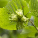 Tree  Corylus Americana American Hazelnut/Filbert 4pcs Live Plant