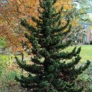 1pcs Black Dragon Japanese Cedar Tree  Seedling Live Plant