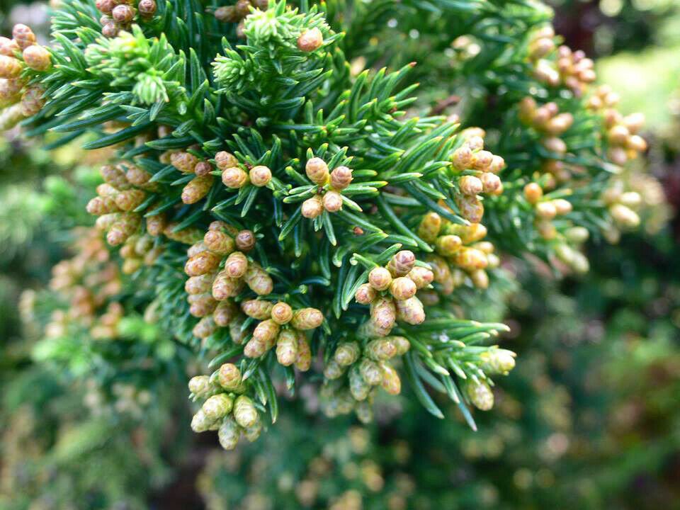 Green Tree 2pcs Black Dragon Japanese Cedar Tree  Seedling Live Plant