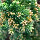 Green Tree 2pcs Black Dragon Japanese Cedar Tree  Seedling Live Plant