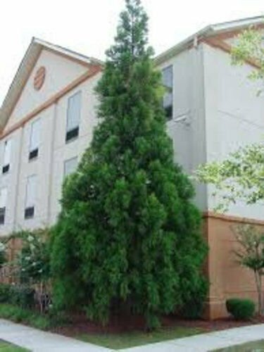 Japanese Cedar Tree  Seedling Live Plant Green Tree 4pcs Black Dragon