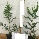 1pcs Thuja Green Giant Arborvitae Tree Live Plant