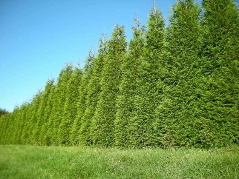 Fresh Green 2pcs Thuja Green Giant Arborvitae Tree Live Plant
