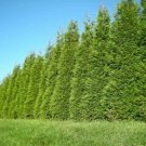 Fresh Green 2pcs Thuja Green Giant Arborvitae Tree Live Plant