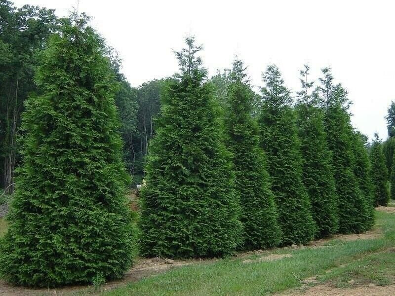 Arborvitae Tree Live Plant Fresh Green 4pcs Thuja Green Giant