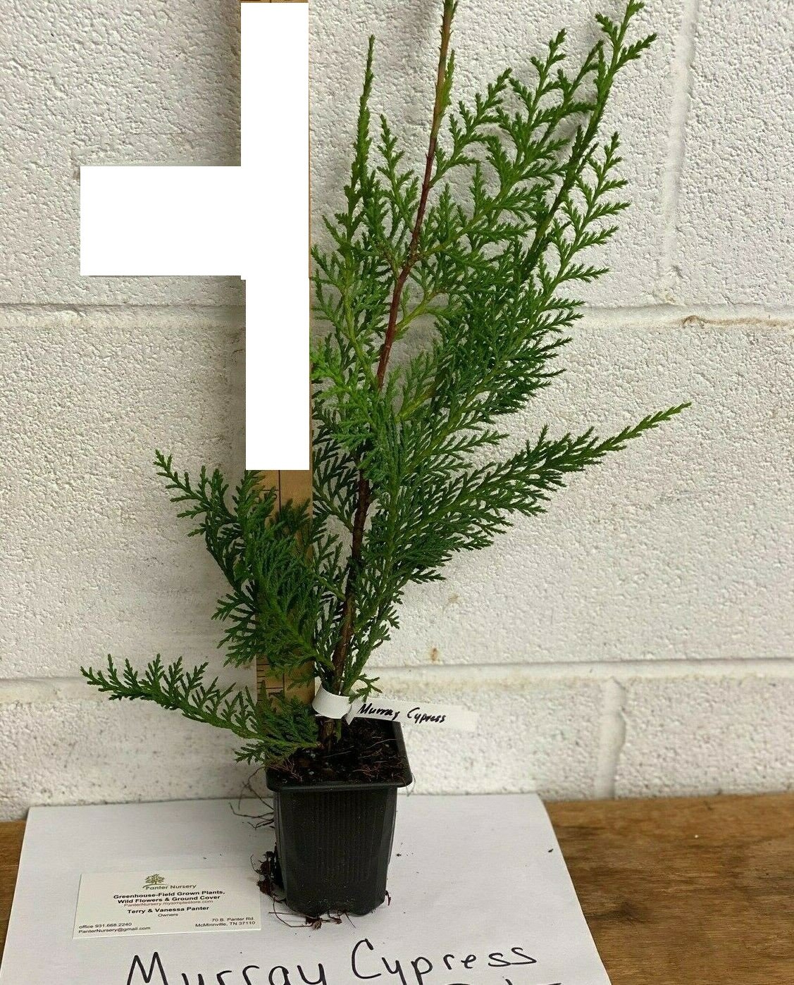 1pcs Live Plant Fresh Murray Cypress Tree