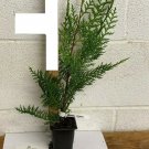 1pcs Live Plant Fresh Murray Cypress Tree