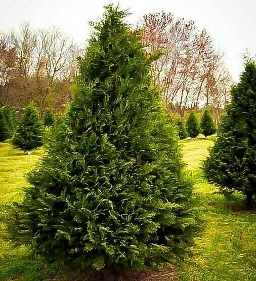 Tree Plant 2pcs Live Plant Fresh Murray Cypress Tree