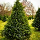 Tree Plant 2pcs Live Plant Fresh Murray Cypress Tree