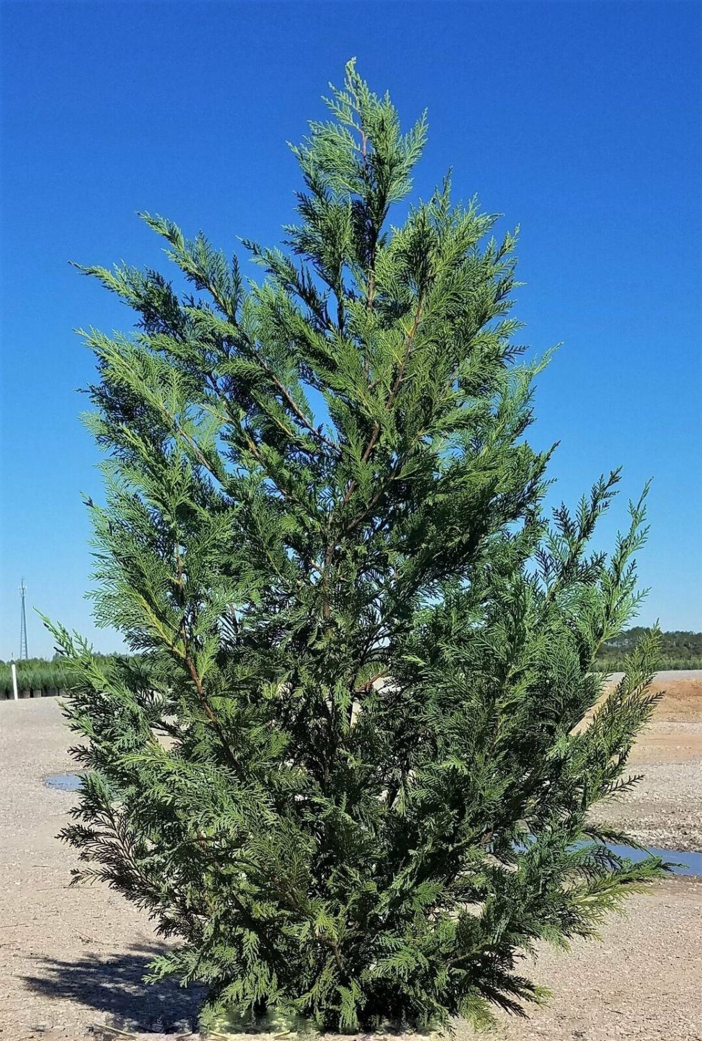 Fresh Murray Cypress Tree Tree Plant 4pcs Live Plant