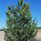 Fresh Murray Cypress Tree Tree Plant 4pcs Live Plant