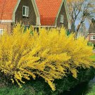 Fresh 10 Lynwood Gold Forsythia Shrubs/Bushes Live Plant