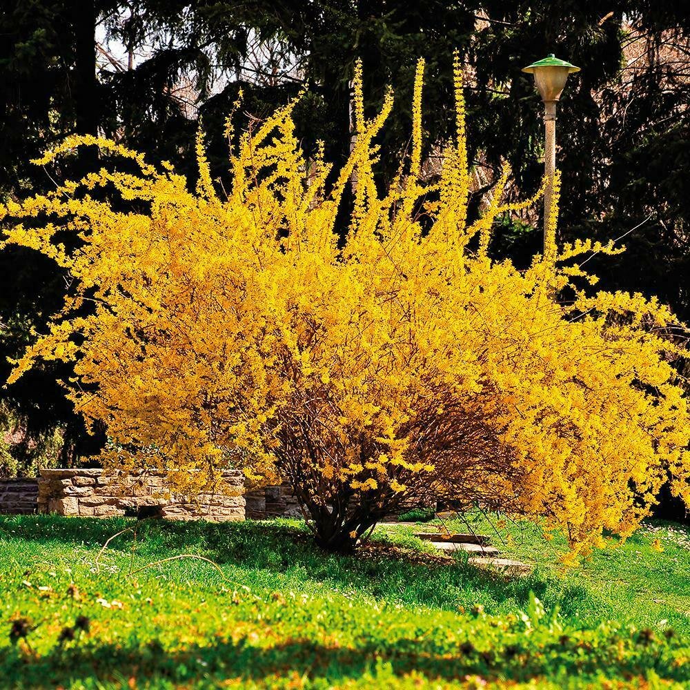 Shrubs/Bushes Live Plant Fresh 20 Lynwood Gold Forsythia