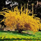 Shrubs/Bushes Live Plant Fresh 20 Lynwood Gold Forsythia