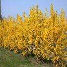Yellow Shrubs/Bushes Live Plant Fresh 40 Lynwood Gold Forsythia
