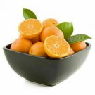 1pcs Live Plant Dwarf Ponkan Mandarin/Tangerine Tree Live Citrus Plant