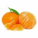 Mandarin/Tangerine Tree Live Citrus Plant 2pcs Live Plant Dwarf Ponkan