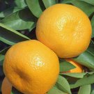 Fresh Fruit Tree Mandarin/Tangerine Dwarf Ponkan Tree Live Citrus Plant 4pcs Live Plant