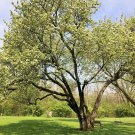 1pcs Washington Hawthorn Trees Tree Live Plant Crataegus phaenopyrum