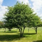 Tree Live Plant Crataegus phaenopyrum 2pcs Washington Hawthorn Trees