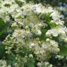 Hawthorn Trees Tree Live Plant Crataegus phaenopyrum 4pcs Washington