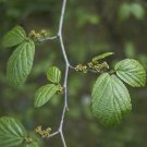 Live Plant Shrub Live Plant/Seedling Hamamelis virginiana 2pcs Common Witchhazel