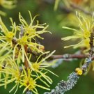 Hamamelis virginiana 4pcs Common Witchhazel Live Plant Shrub Live Plant/Seedling
