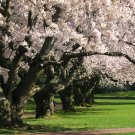 1pcs Live Plant Yoshino Flowering Cherry Tree Bareroot