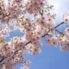 Tree Plant 2pcs Live Plant Yoshino Flowering Cherry Tree Bareroot