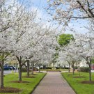 Flowering Cherry Tree Bareroot Tree Plant 4pcs Live Plant Yoshino