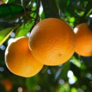 1pcs Fruit Live Plant Valencia Orange Tree Semi-Dwarf Live Plant