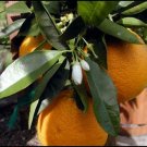 Tree Semi-Dwarf Live Plant 2 pcs Fruit Live Plant Valencia Orange